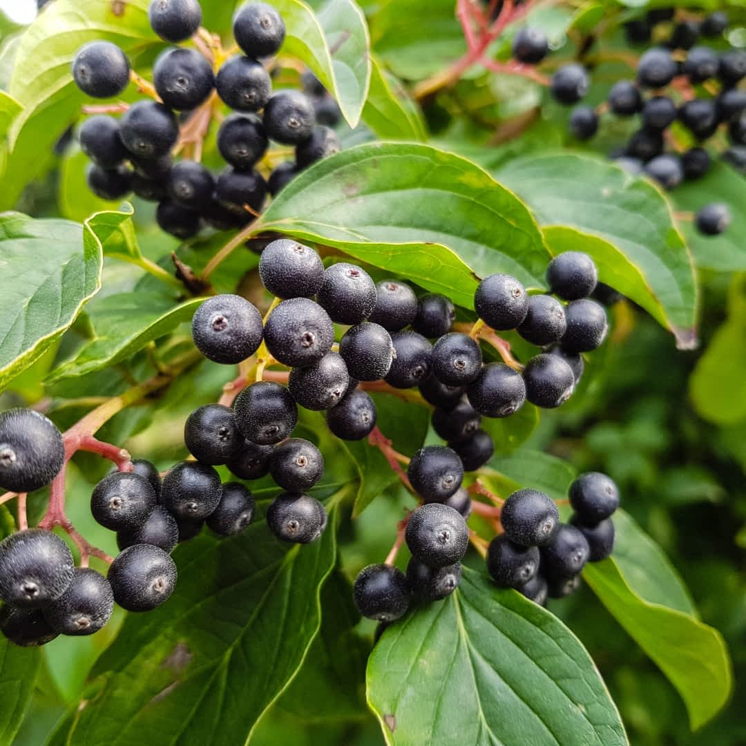 Aronia